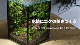 【苔テラリウムの作り方】水槽にコケの壁をつくる｜How to make a moss wall in a terrarium